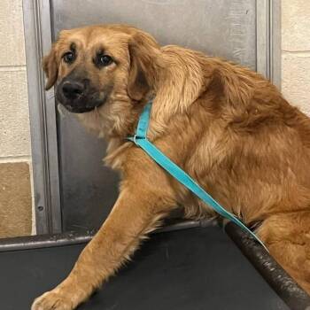 Golden Retriever and Shepherd Dogs Available for Adoption in Cleveland, Mississippi - Uno | PetCurious