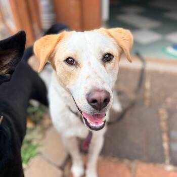 Dino -  Shepherd and Mixed Breed Dog for Adoption in Aldie, Virginia - Dino | PetCurious