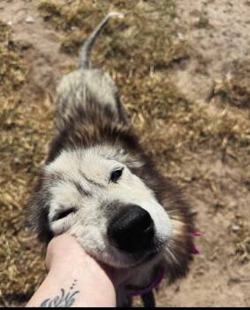 Husky and Siberian Husky Dogs Available for Adoption - Queen Genevieve | PetCurious