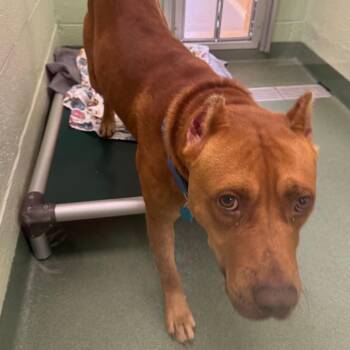 Tate -  Mixed Breed Dog for Adoption in West Palm Beach, Florida - Tate | PetCurious