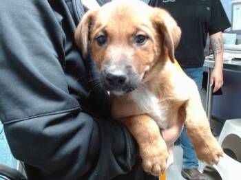 Rescue German Shepherd Dog and Mixed Breed Dogs for Adoption in Albuquerque, New Mexico - BIRCH | PetCurious