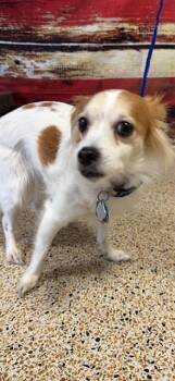 Chihuahua Dogs Available for Adoption in Doral, Florida - BELLA ZAYAS | PetCurious