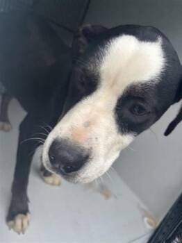 Labrador Retriever and Mixed Breed Dogs Available for Adoption in Houston, Texas - A655500 | PetCurious