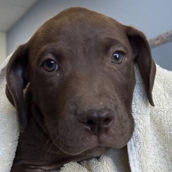 Bolin -  Mixed Breed Dog for Adoption in Las Cruces, New Mexico - Bolin | PetCurious