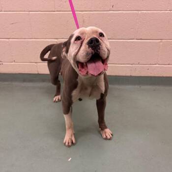 Mixed Breed Dogs Available for Adoption in Memphis, Tennessee - Winifred | PetCurious