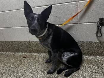 Australian Cattle Dog Blue Heeler Dogs Available for Adoption in Colorado Springs, Colorado - GEORDY | PetCurious
