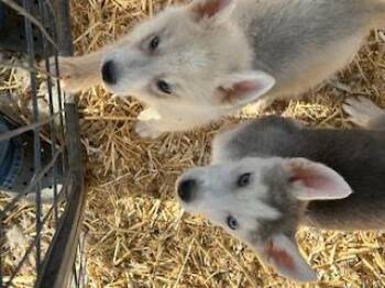 Rescue White German Shepherd and Husky Dogs for Adoption in Norco, California - HUSKY/SHEP PUPPIES, Tacoma & Layla | PetCurious