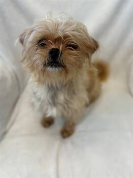 Shih Tzu and Mixed Breed Dogs Available for Adoption in Forney, Texas - DOROTHY | PetCurious