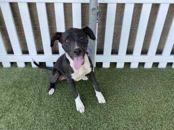 Pit Bull Terrier and Mixed Breed Dogs Available for Adoption in Modesto, California - A610211 | PetCurious