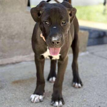 American Bulldog and Mixed Breed Dogs Available for Adoption in New York, New York - Marie Laveau | PetCurious