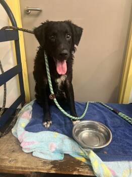 Rescue Mixed Breed Dogs for Adoption in Memphis, Tennessee - Ninja | PetCurious