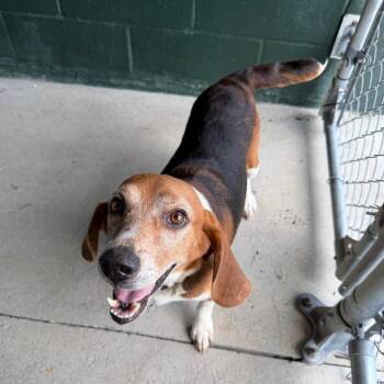 Tie Dye -  Beagle and Mixed Breed Dog for Adoption in Carencro, Louisiana - Tie Dye | PetCurious
