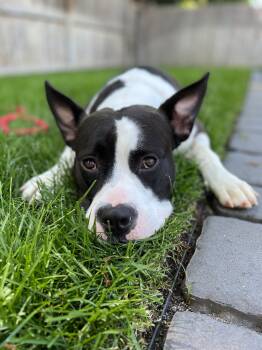 Bessie -  American Bulldog Dog for Adoption in Saratoga Springs, New York - Bessie | PetCurious