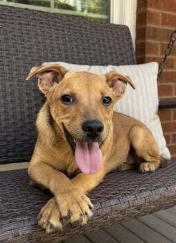 Peppa Mint -  Boxer and Golden Retriever Dog for Adoption in Watertown, Connecticut - Peppa Mint | PetCurious