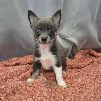 Chihuahua and Pomeranian Dogs Available for Adoption in Foley, Alabama - Buford | PetCurious