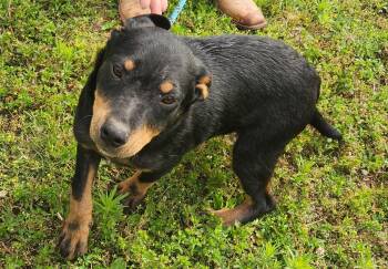 Linus -  Rottweiler Dog for Adoption in Mauston, Wisconsin - Linus | PetCurious