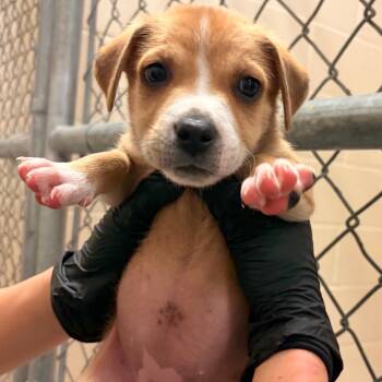 Millie -  Chihuahua and Mixed Breed Dog for Adoption in Reno, Nevada - Millie | PetCurious