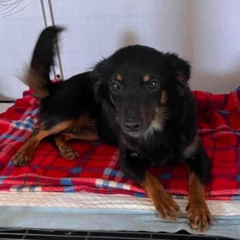 Lola -  Chihuahua and Papillon Dog for Adoption in Yonkers, New York - Lola | PetCurious