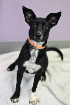 Safari in NH. Come Meet our Adoptable Dogs Wednesday-Saturday. M -  Cattle Dog Dog for Adoption in Manchester, New Hampshire - Safari In NH. Come Meet Our Adoptable Dogs Wednesday-Saturday. M | PetCurious