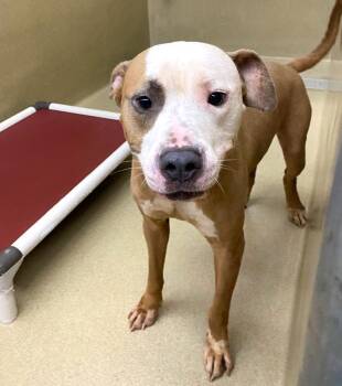 Avdi -  Pit Bull Terrier Dog for Adoption in Monroe, Georgia - Avdi | PetCurious