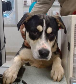 Hound and Pit Bull Terrier Dogs Available for Adoption in Oklahoma City, Oklahoma - A472673 | PetCurious