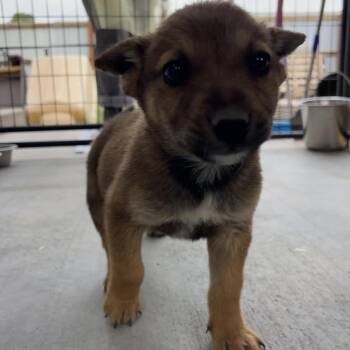 Mixed Breed Dogs Available for Adoption in Moab, Utah - Solara | PetCurious