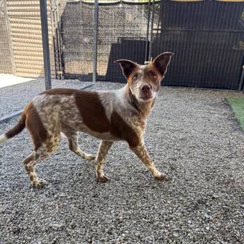 Moose -  Cattle Dog and Mixed Breed Dog for Adoption in Tacoma, Washington - Moose | PetCurious