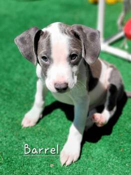 Pit Bull Terrier and Mixed Breed Dogs Available for Adoption - Barrel (Tiny 10 2026)   MALE | PetCurious