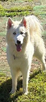 Percy -  Husky Dog for Adoption in York, Pennsylvania - Percy | PetCurious