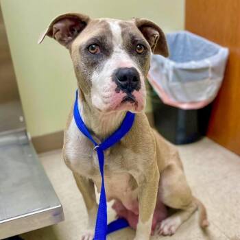 Rescue Mixed Breed Dogs for Adoption in Valparaiso, Indiana - Galaxy | PetCurious