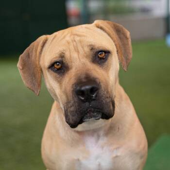 Honey -  Black Mouth Cur and Neapolitan Mastiff Dog for Adoption in Pasadena, California - Honey | PetCurious