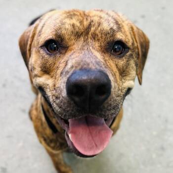 Rajah -  Terrier Dog for Adoption in Clearwater, Florida - Rajah | PetCurious