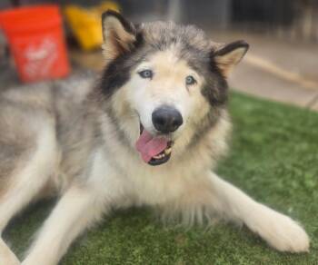 Rescue Alaskan Malamute and Siberian Husky Dogs for Adoption in San Rafael, California - Gus | PetCurious