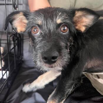 Nina -  Miniature Schnauzer Dog for Adoption in Homer Glen, Illinois - Nina | PetCurious