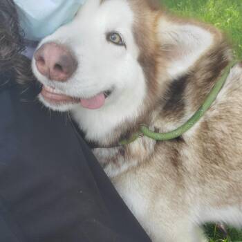 Breeze -  Husky Dog Available for Adoption in Jersey City, New Jersey - Breeze | PetCurious