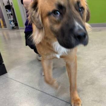 Titus -  Great Pyrenees Dog for Adoption in Des Moines, Iowa - Titus | PetCurious