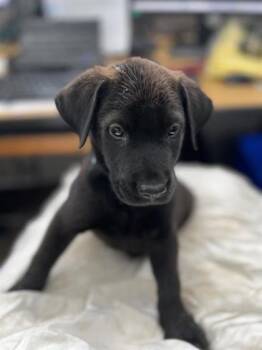 Denver -  Labrador Retriever and Mixed Breed Dog for Adoption in Morton Grove, Illinois - Denver | PetCurious