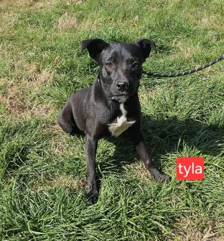 Labrador Retriever Dogs Available for Adoption - Tyla | PetCurious