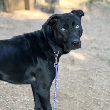 Australian Shepherd and Black Labrador Retriever Dogs Available for Adoption - Boo Berry | PetCurious