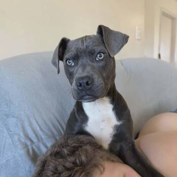 Pit Bull Terrier Dogs Available for Adoption - Cleo | PetCurious