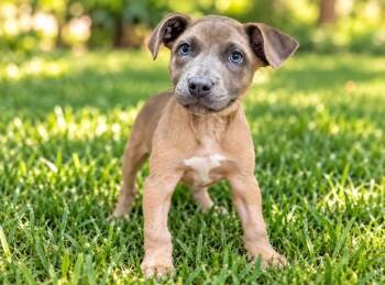 Almond Biscotti -  Hound and Mixed Breed Dog for Adoption in Sebastian, Florida - Almond Biscotti | PetCurious