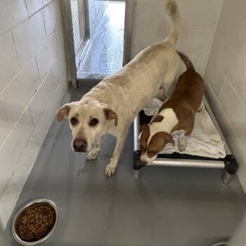 Labrador Retriever and Mixed Breed Dogs Available for Adoption - Diego (Kane) | PetCurious