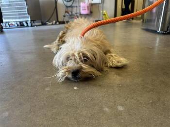 Yorkshire Terrier and Mixed Breed Dogs Available for Adoption in Ontario, California - TARA - ADOPTION PENDING | PetCurious