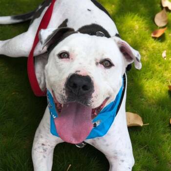 Rescue American Staffordshire Terrier Dogs for Adoption in Houston, Texas - Marty | PetCurious