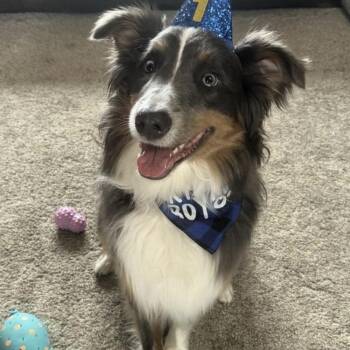 Steele -  Australian Shepherd Dog for Adoption - Steele | PetCurious