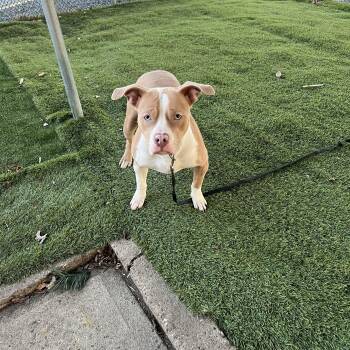 Rescue Pit Bull Terrier Dogs for Adoption in Trenton, New Jersey - Jasiel | PetCurious
