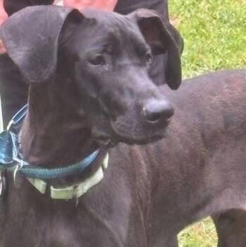 Rescue Great Dane Dogs for Adoption in Pine Beach, New Jersey - Faith | PetCurious