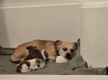 Wiggles -  Chihuahua and Pug Dog for Adoption in Bend, Oregon - Wiggles | PetCurious