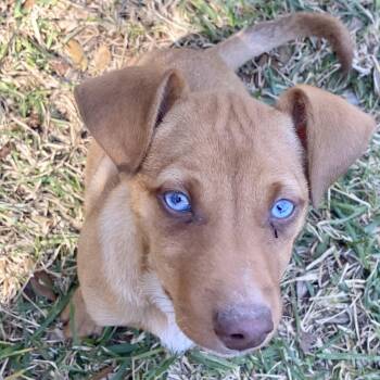 Belgian Shepherd Malinois and Mixed Breed Dogs Available for Adoption - Hallie | PetCurious