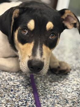 Rescue Labrador Retriever and Mixed Breed Dogs for Adoption in Carthage, Missouri - Jack | PetCurious